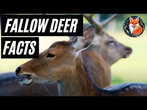 Fallow Deers: Amazing Facts About Europe’s Majestic Creatures