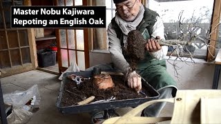 19) Master Nobu Kajiwara Repotting an English Oak - Bonsai Technique