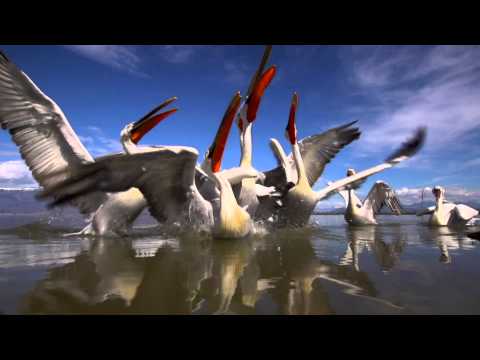 Krauskopfpelikan, Dalmatian Pelican