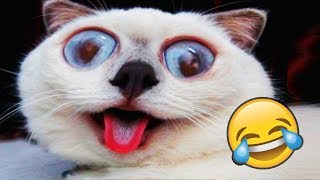 Я РЖАЛ ПОЛ ЧАСА | Приколы с Животными 2019 | Смешные Коты и Собаки
