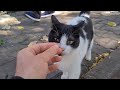 Cute Friendly Homeless Tuxedo Cat