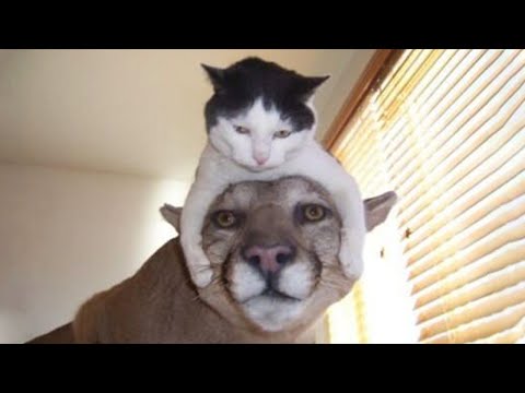 Funniest Animals - Cute Funny Cats And Dogs Video 2020