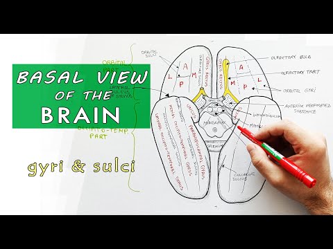 Inferior surface of the brain - Lobes, Gyri,  Sulci | Neuroanatomy