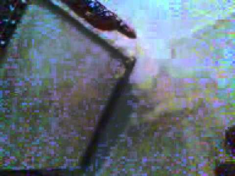 ciocanel de la bujoru!