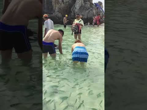 Monkey 🙈 Beach 🏖 Island 🏝 at Krabi, Thailand — where huge no of Fishes are waiting to bite your leg🦵