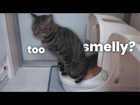 How I Keep 4 Cats From Stinking Up a Small Apartment