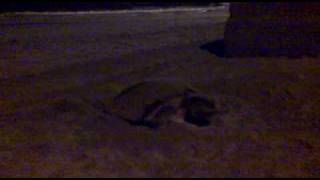 preview picture of video 'Chelonia mydas or green sea turtle laying eggs'