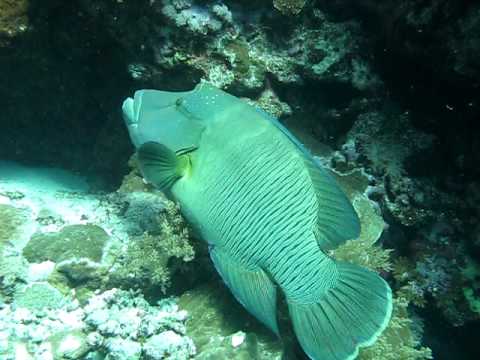 Duikcruise Brothers Daedalus Elphinstone 450.avi