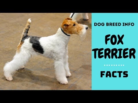 image-How big do fox terriers grow?