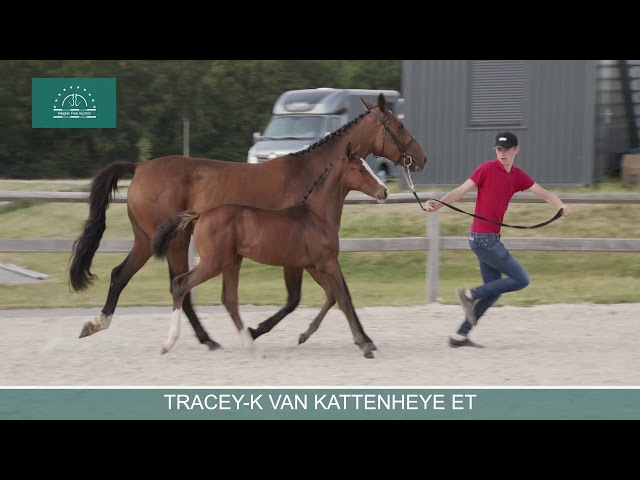 TRACEY-K VAN KATTENHEYE