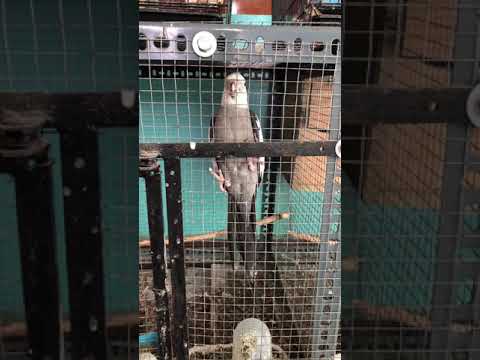 White face Male cockatiel sounds