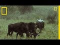 Two Cheetahs Vs Wildebeest National Geographic