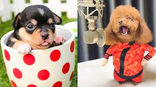 Baby Dogs - Cute and Funny Dog Videos Compilation #64 | Aww Animals