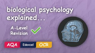 What is Biological Psychology? #Alevel #Revision (Themes in Psychology Explained)