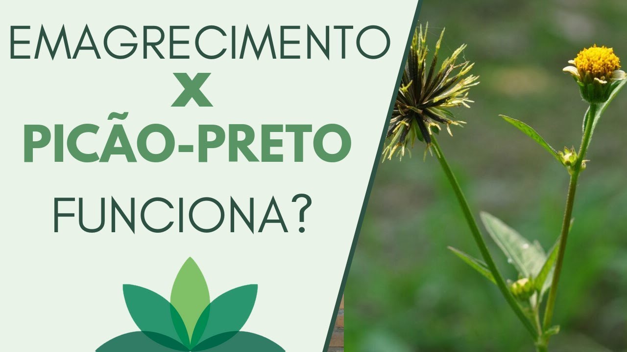 Emagrecimento e Picão-preto, FUNCIONA?