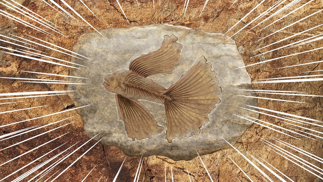 ????????Don't Miss This????????