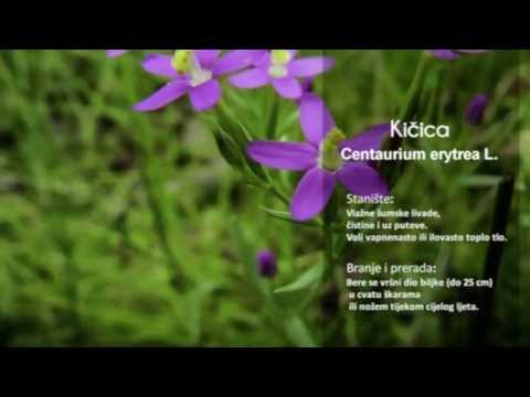 Baza bilja - Kamilica, Kičica, Končara, Kopriva, Krušina