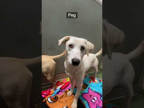 Simea, an adoptable Australian Shepherd & Schnauzer Mix in Huntley, IL_image-1