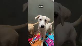 Video preview image #1 American Foxhound-Redbone Coonhound Mix Puppy For Sale in Huntley, IL, USA