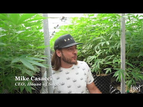 House of Sacci CEO on growing NY cannabis industry