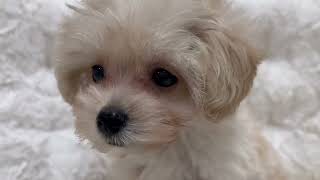 ハーフ犬の動画01