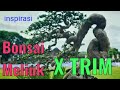 BONSAI DENGAN LIYUKAN EXTRIM TERBAIK Bonsai Sancang
