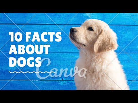 10 Facts about dogs