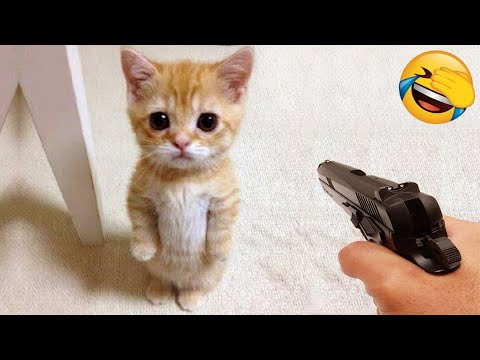 New Funny Videos 2022 😍 Cutest Cats and Dogs 🐱🐶 Part11