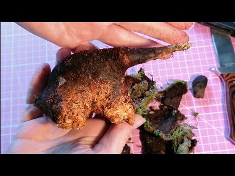 Die ungewöhnlichste Eichenperle, Teil 2