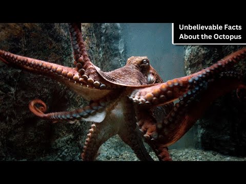 Secrets of the Octopus: Mind-Blowing Facts Revealed!