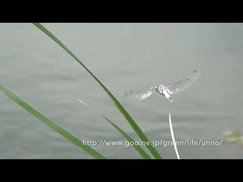 溜め池のトンボ。ウシガエルがギンヤンマを狙う。