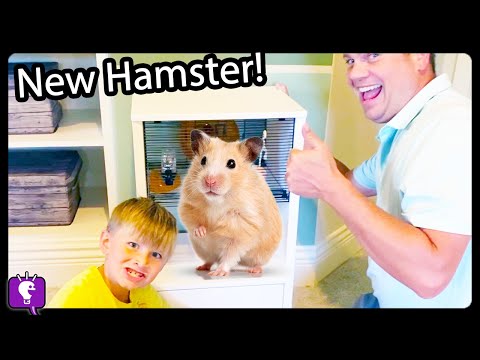 We Get a NEW HAMSTER Pet! Hamster Home by Omlet