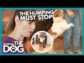 How To Stop Your Dog From Humping It S Me Or The Dog