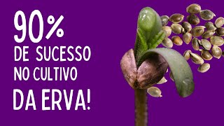 Conheça o Insumo mais importante do cultivo de sua Erva Medicinal!