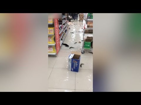 Akvaryum kırıldı, balıklar ortaya saçıldı