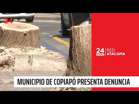 Municipio de Copiapó presenta acciones judiciales por tala de árboles | 24 Horas TVN Red Atacama