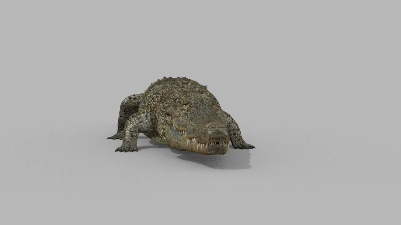 Top Croc PRO - 8K 3D Animated Crocodile Model 3D Model
