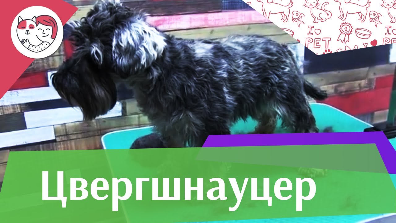 Цвергшнауцер на ilikepet