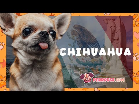 El Chihuahua