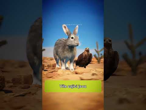 Zajímavost #pandaaashorts zajímavosti a fakta | edukativní video