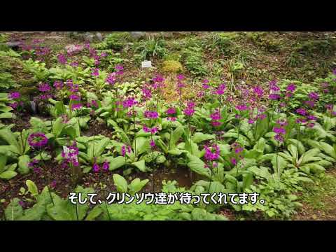 四国山岳植物園　岳人の森