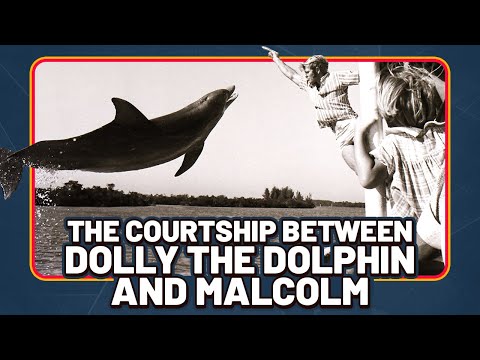 The Courtship Between Dolly the Dolphin and Malcolm - Clip from Dolphin Lover Documentary