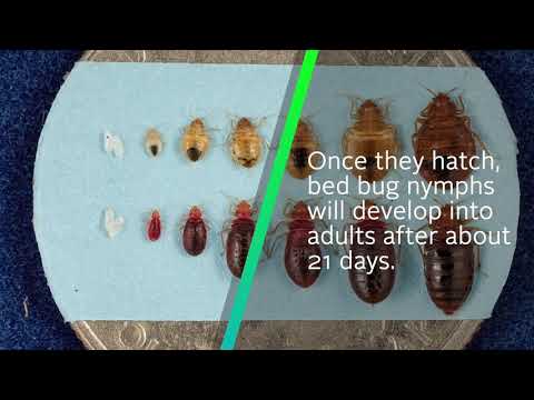 The Life Cycle of a Bed Bug