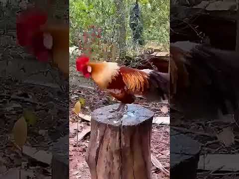 kokok ayam hutan original #ayamhutansumatra