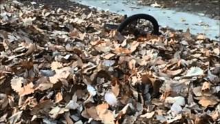 Just One Kid (Takes on the World) - Tobin Sprout (Fan Video)