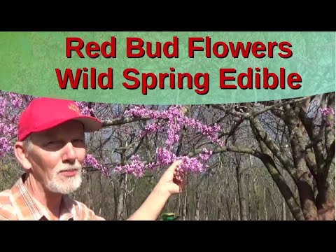 #Redbud Flowers A Sweet Spring Treat 4-4-2021