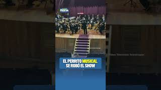 🎶🐾 EL PERRITO MUSICAL SE ROBÓ EL SHOW 🐾🎶