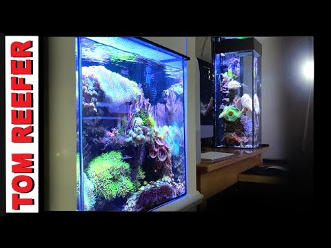 Are Reef Tank NUTRIENTS Really That Bad? (WCW#53 Q/A)