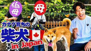 【思い出】カナダ育ちの柴犬が日本の休日を楽しみました。