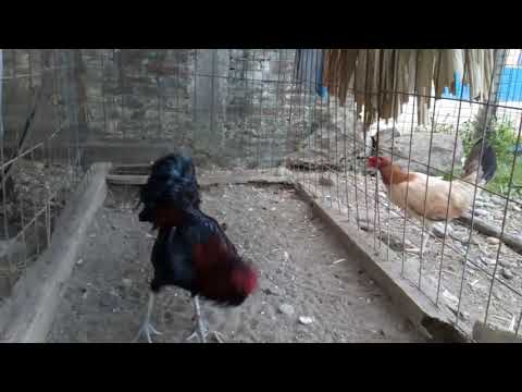 Gallo brown red con asil